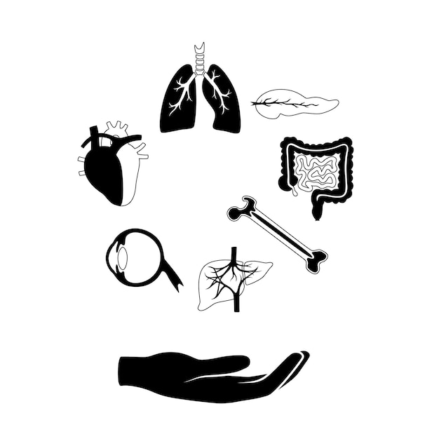 Vector illustration of donor organs