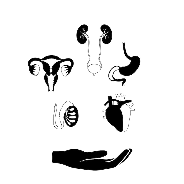 Vector illustration of donor organs