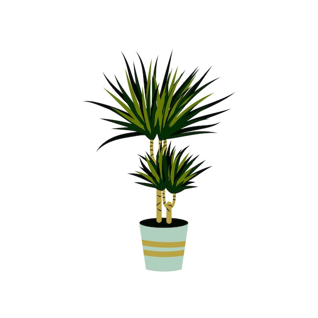 Vector illustration of a dracaena isolated on white Home plant in a pot