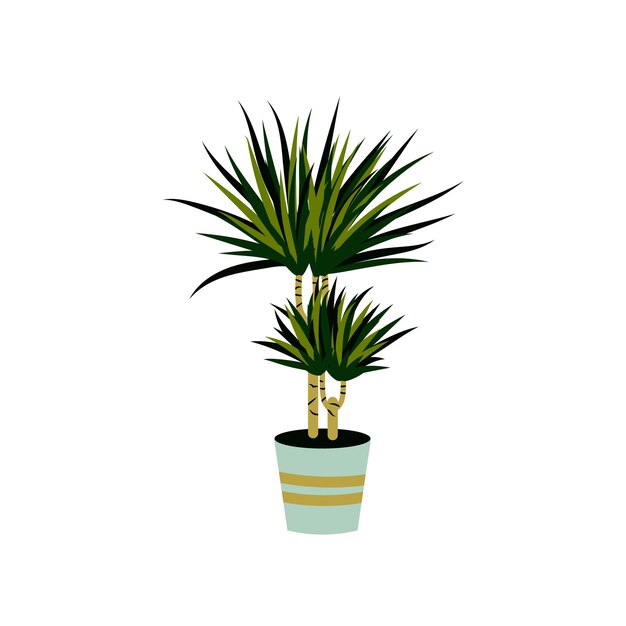 Vector vector illustration of a dracaena isolated on white home plant in a pot