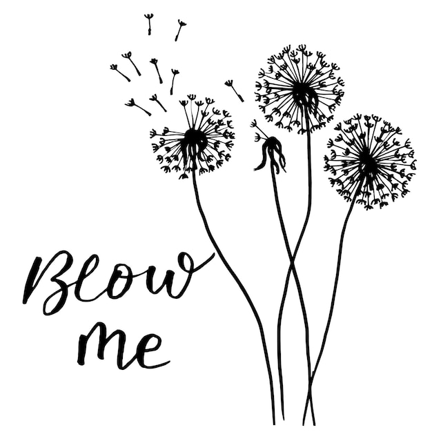 vector illustration drawn contour dandelions and lettering