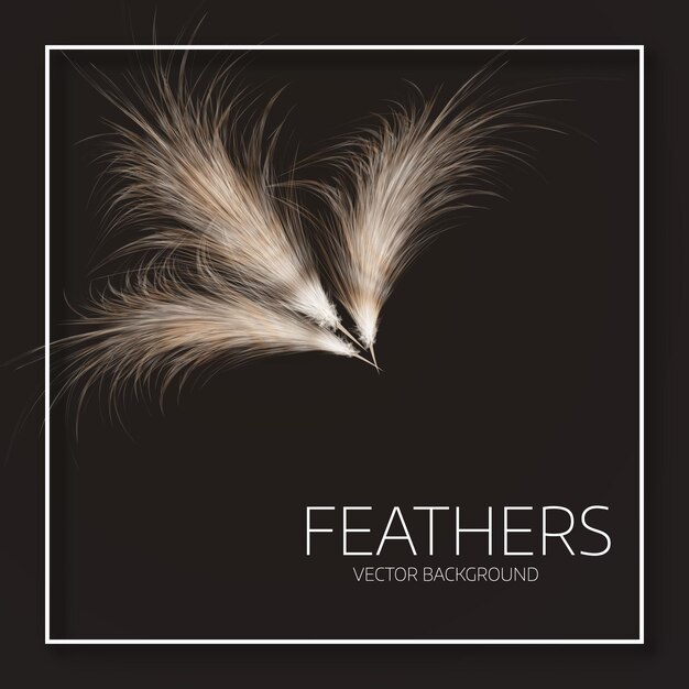 Vector vector illustration of feathers. stylish black background, cover template or flyer design.