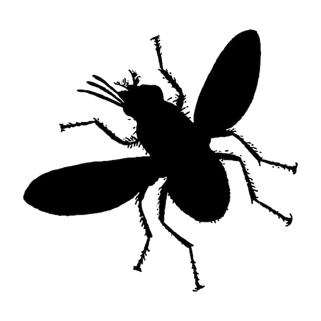 Vector illustration of fly silhouette