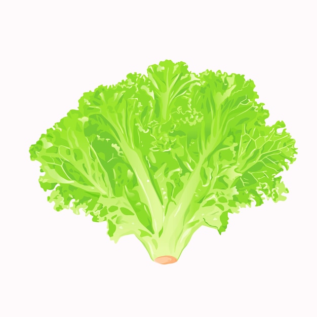 Vector illustration fresh green lettuce on white background.