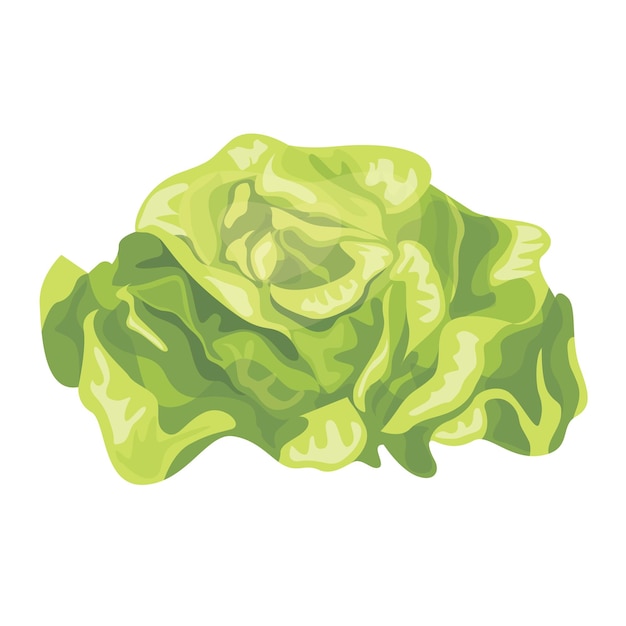 Vector illustration of fresh lettuce