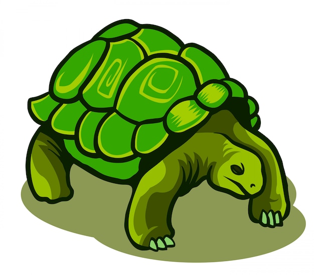 Vector illustration of galapagos turtle