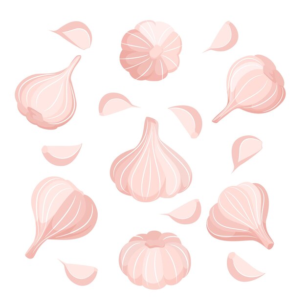 Vector illustration of garlic