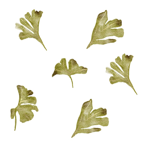 Vector Illustration ginkgo biloba leaves