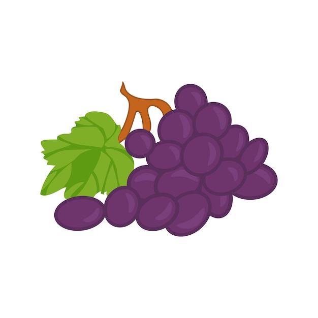 Vector illustration of grapes isolated on a white background