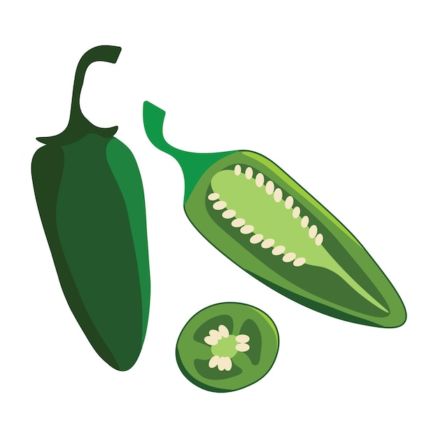 Vector illustration of a green jalapeno pepper on white background