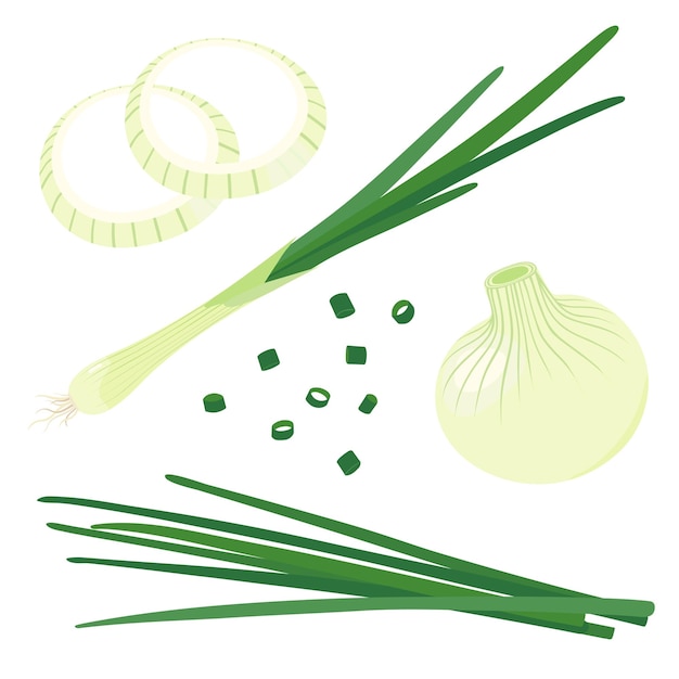 Vector illustration of green onion set of onion