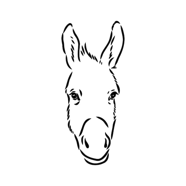 Vector illustration of hand drawn donkey isolated on white background Farm animals collection