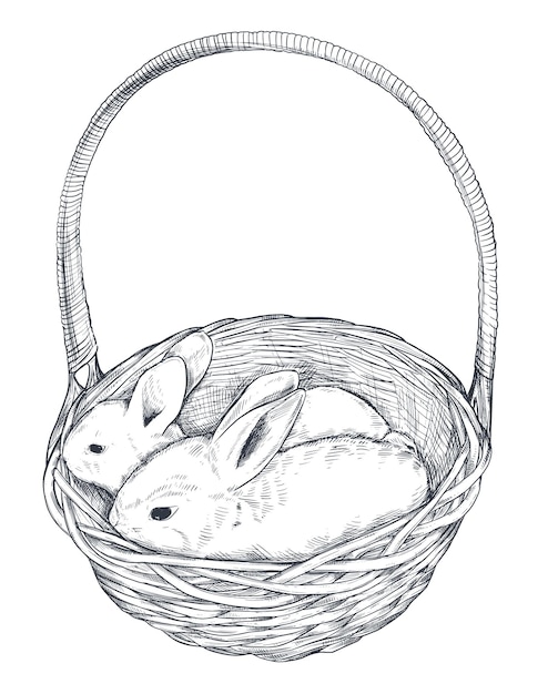 Vector illustration of hand drawn rabbits in the basket. Realistic sketch Easter illustration in black and white colors