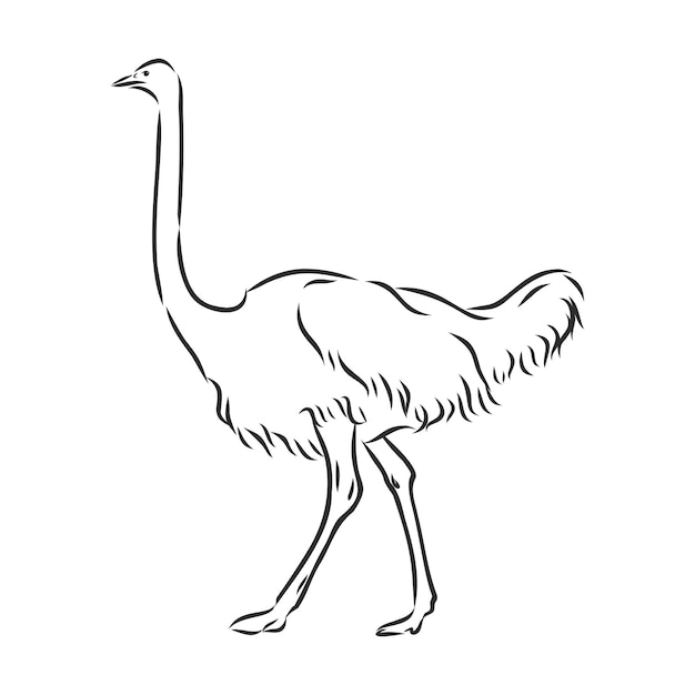 Vector illustration. Hand drawn realistic sketch of ostrich