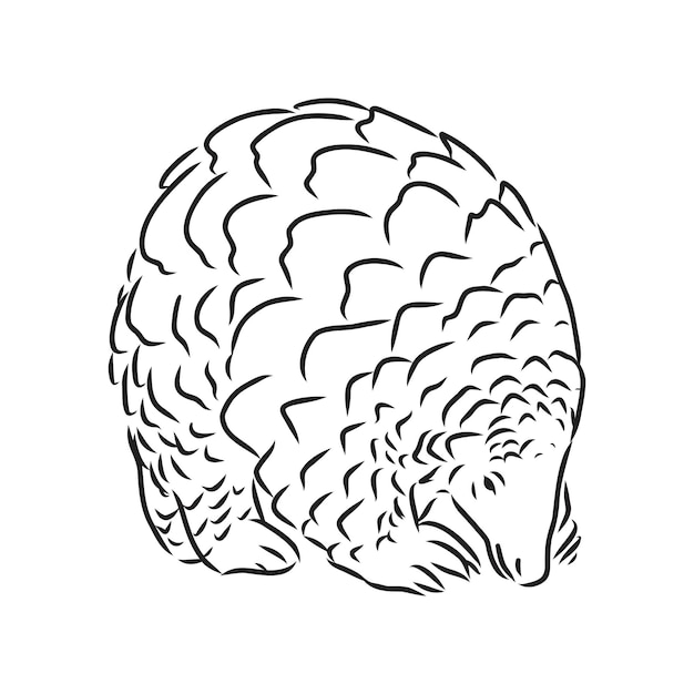 Vector illustration. Hand drawn realistic sketch of pangolin, isolated on white background pangolin vector sketch