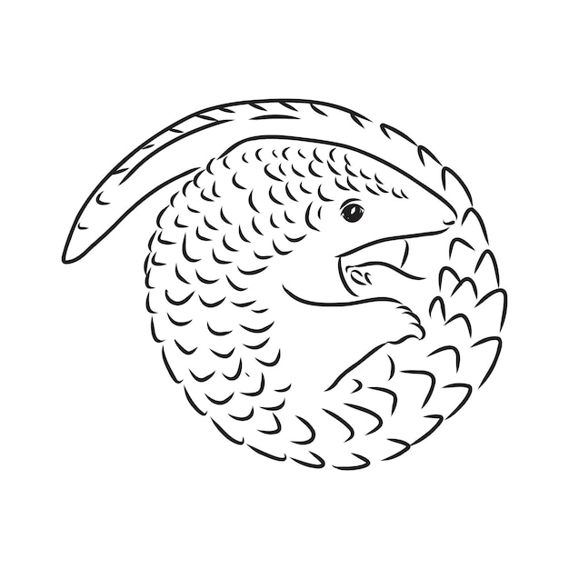 Vector illustration. Hand drawn realistic sketch of pangolin, isolated on white background