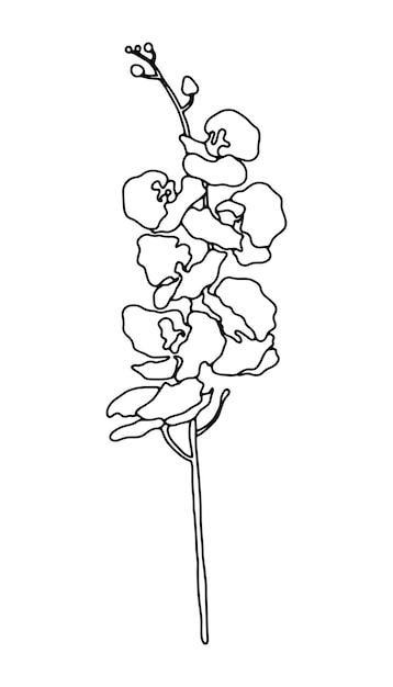 Vector illustration of hand drawn sweet orchid flower twig. Ink drawing, graphic style.