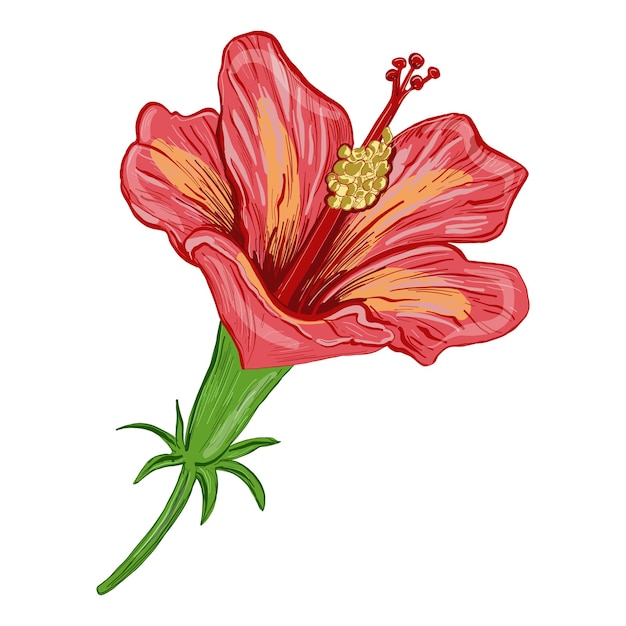 Vector illustration of a hibiscus plant flowers and leaves of a plant on a white isolated background