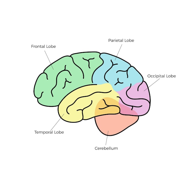 Vector vector illustration of human brain anatomy