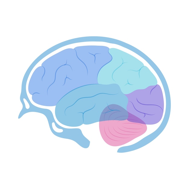 Vector illustration of human brain anatomy