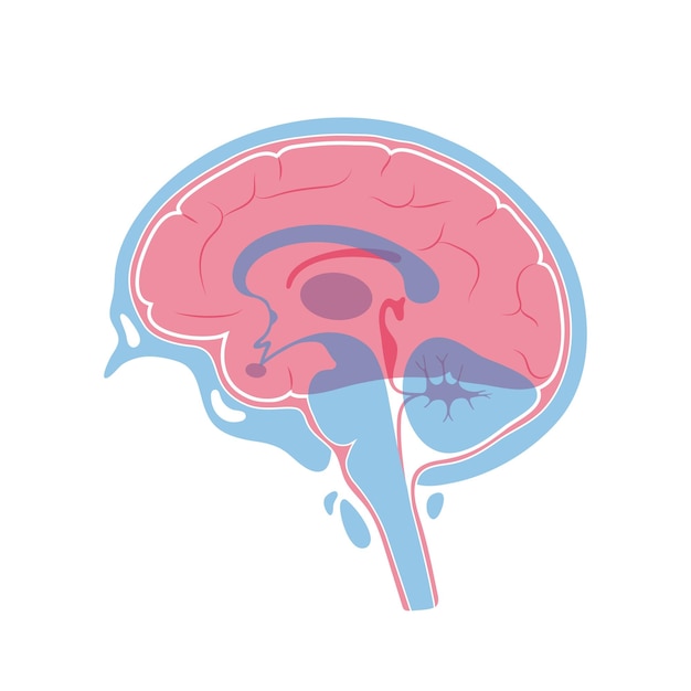 Vector illustration of human brain anatomy