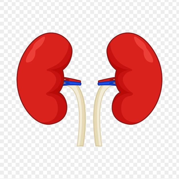 Vector vector illustration of human kidney on transparent background