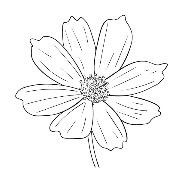 Vector illustration, isolated cosmos flower in black and white colors, outline original hand painted drawing