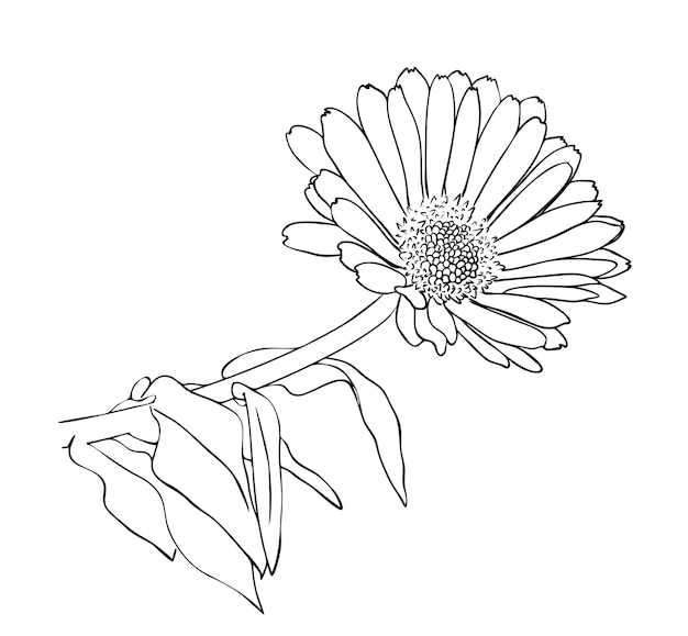 Vector illustration, isolated marigold flower with leafs in black and white colors, outline hand painted drawing