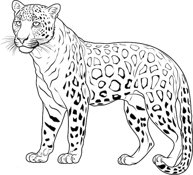 Vector illustration of jaguar isolated on white background For kids coloring book