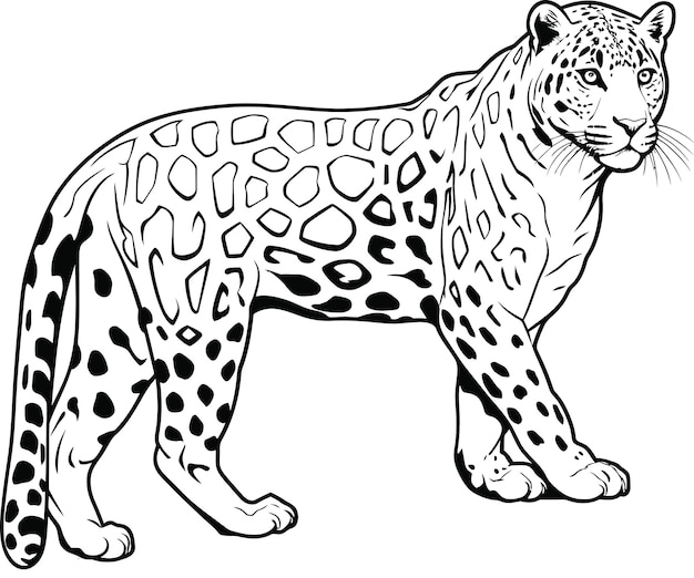 Vector illustration of jaguar isolated on white background For kids coloring book