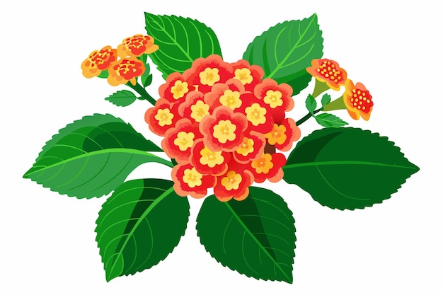 Vector vector illustration of lantana flower beautiful bright flower for design of postcard