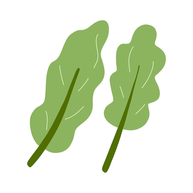 Vector illustration of letuce kale green salad leaves Fresh vegetable healthy vegan food