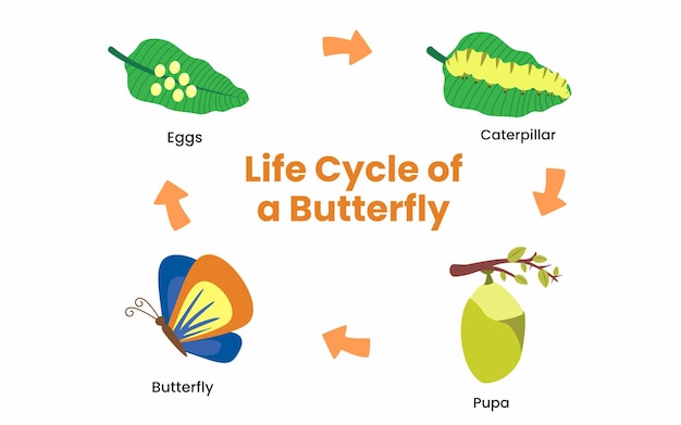 Vector illustration of life cycle of a butterfly. Insect metamorphosis stages.