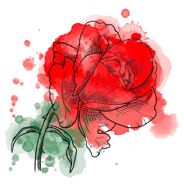 Vector illustration of line art rose flower on watercolor background