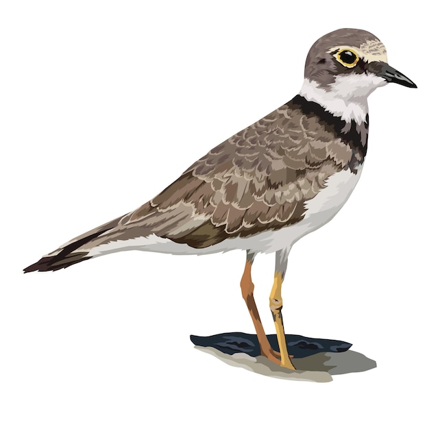 Vector vector illustration of little ringed plover perched on the ground