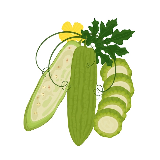 Vector vector illustration logo clip art whole and half bitter melon or bitter gourd