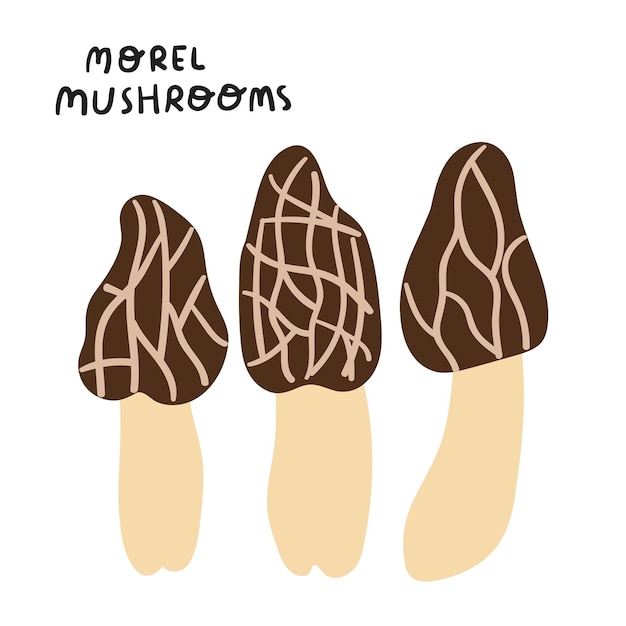 Vector illustration. Morel mushrooms. Hand drawn graphic design on white background.