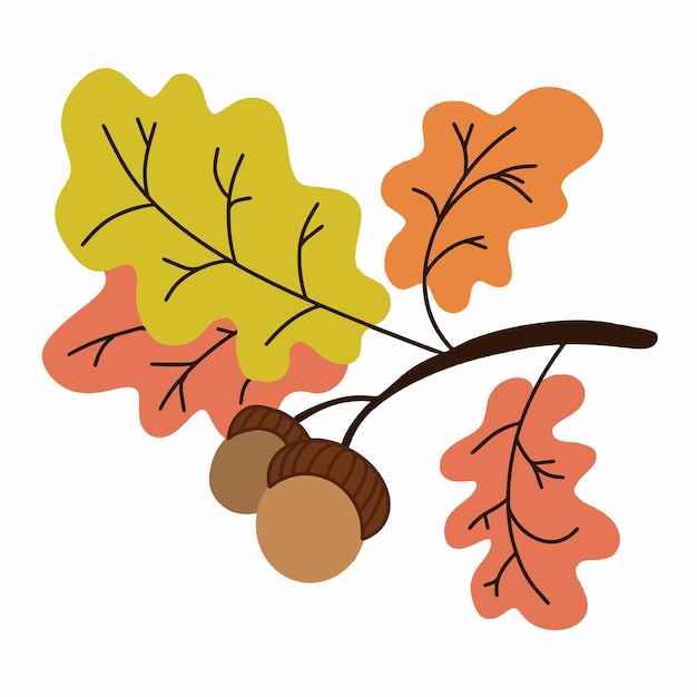 Vector illustration of an oak branch with leaves and acorns