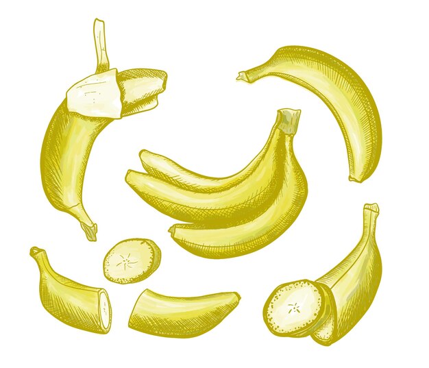 Vector illustration of one doodle banana set Fruit sketch drawing style