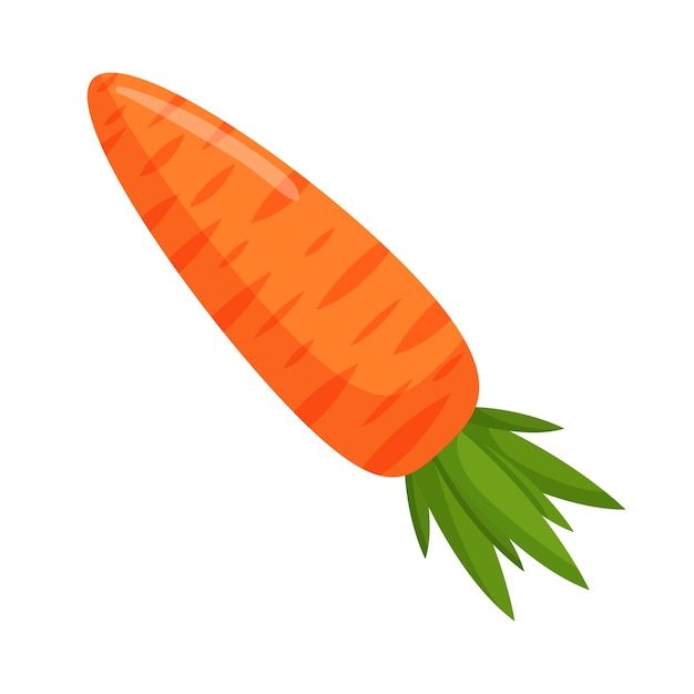 Vector illustration of an orange carrot Vegetables and raw food