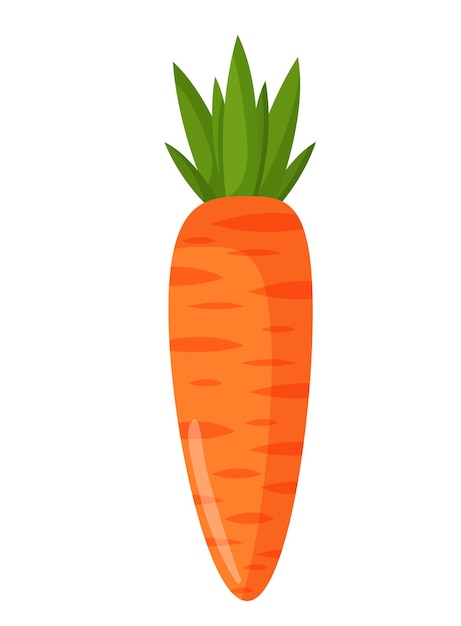 Vector illustration of an orange carrot Vegetables and raw food