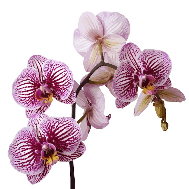 Vector illustration of orchid flowers