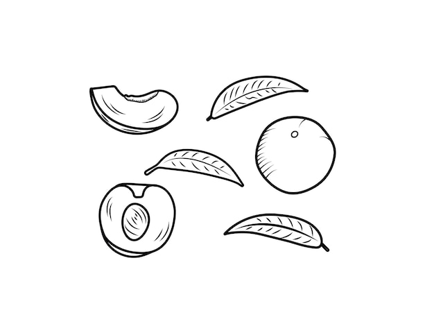 vector illustration of peaches or apricots with leaves doodle.