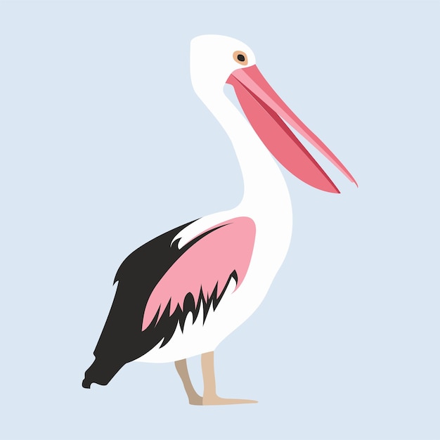 Vector illustration of a pelican bird Seabirds