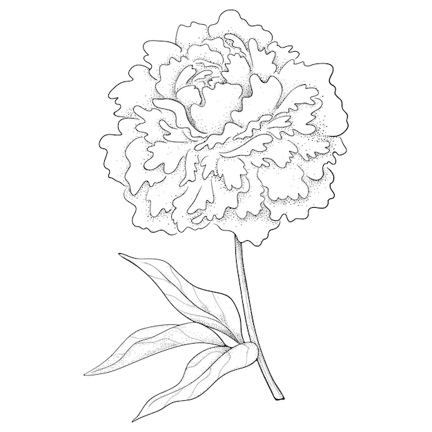 Vector Illustration of Peony Flower