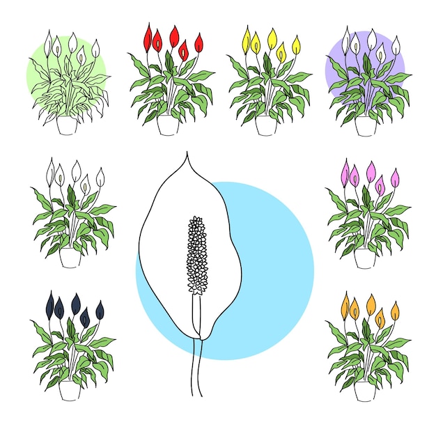 Vector vector illustration plant spathiphyllum lily set collection different colors