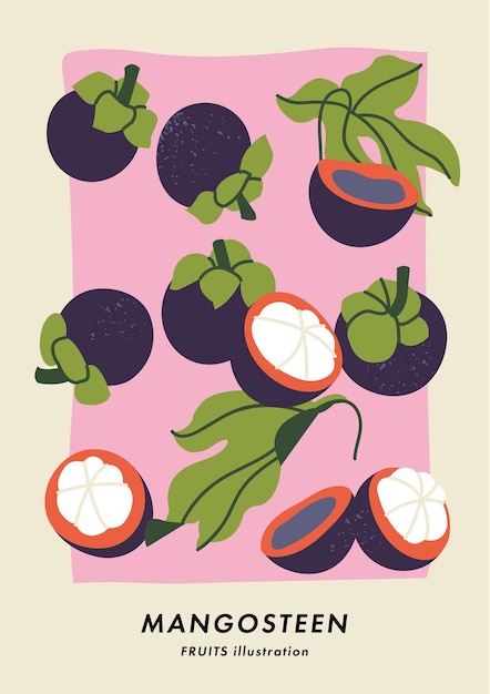 Vector illustration poster with mangosteen fruits Art for postcards wall art banner background