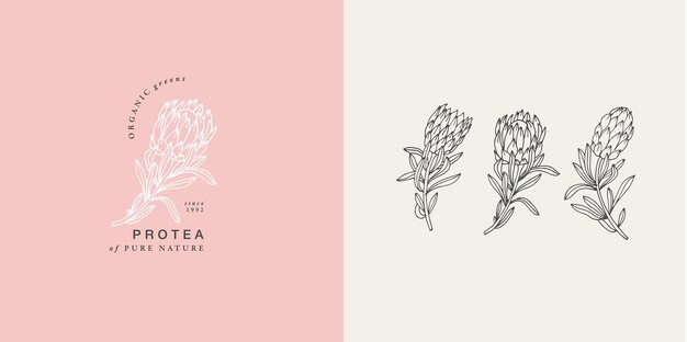 Vector vector illustration protea flower- vintage engraved style. logo composition in retro botanical style.