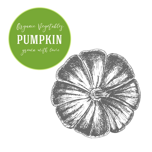 Vector illustration of pumpkin. Hand drawn with ink vintage illustration