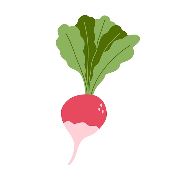 Vector illustration of radish in flat cartoon style Fresh root vegetable healthy vegan food